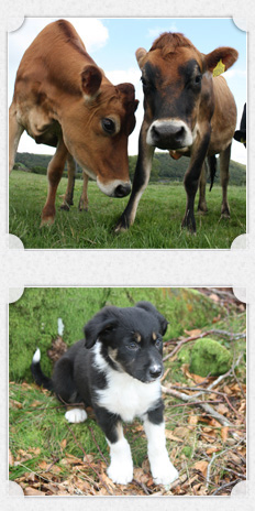 Lake District Cattle and Sheepdog Pup